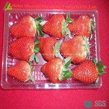 Rectangular disposable plastic fruit plate